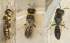 Ectemnius rugifer